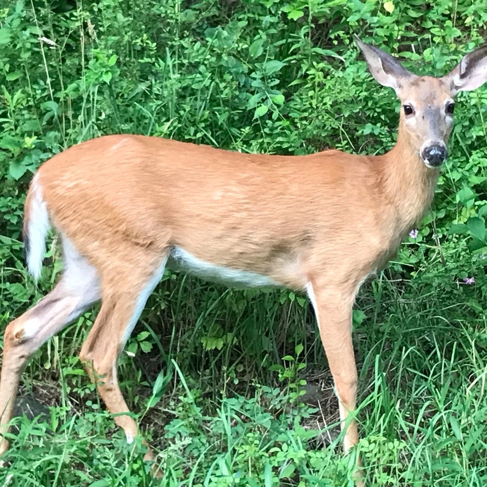 Meet your Posher, Maria